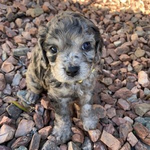 Meet your Posher, Denise